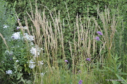 Calamagrostis acutiflora 'Karl Foerster' — photo 3